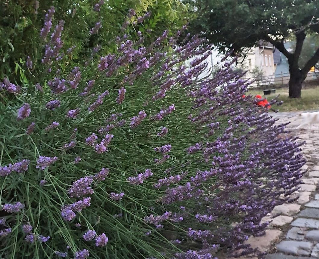 Ferienwohnung Burggraf - Lavendel