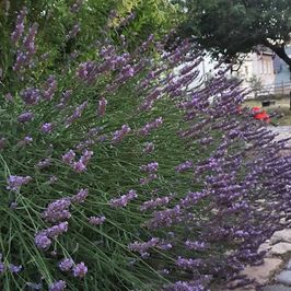 Ferienwohnung Burggraf - Lavendel
